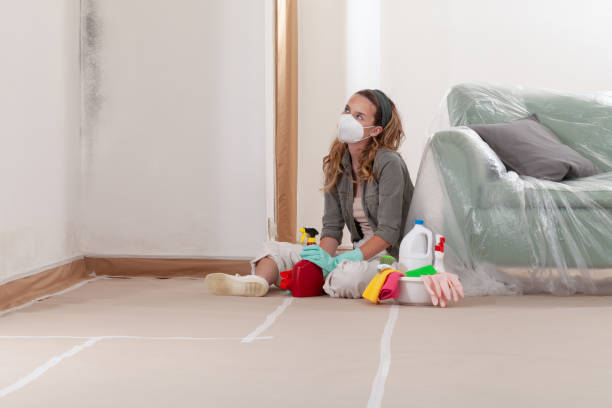 Reliable Mold Cleanup contractor in Longmont, CO by Cheap Mold Removal