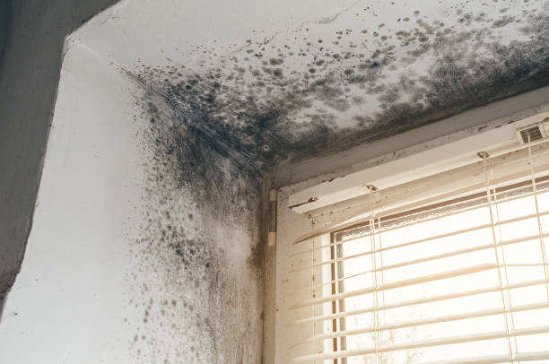 Affordable Mold Cleanup solutions in Longmont, CO